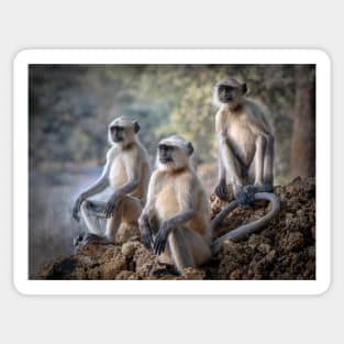 Three Gray Langur monkeys sitting Sticker